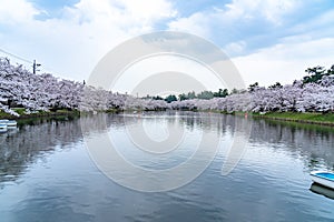 Hirosaki park cherry blossoms matsuri festival in springtime season beautiful morning day