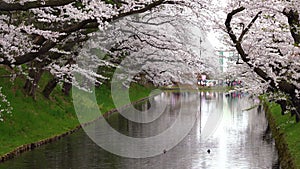 Hirosaki park cherry blossoms matsuri festival in springtime season beautiful morning day