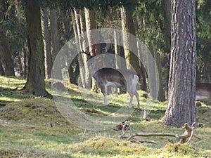 Hirsch im Wald in Nordhessen / Deer in the forest in northern hesse