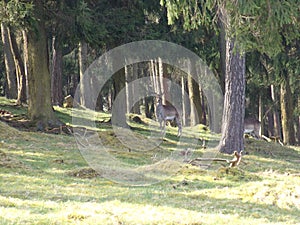 Hirsch im Wald in Nordhessen / Deer in the forest in northern hesse photo