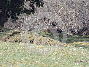 Hirsch im Wald in Nordhessen / Deer in the forest in northern hesse photo