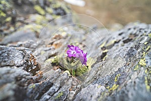 Hirsute primrose among boulders with mountain lichen