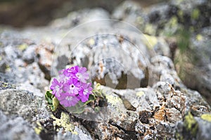 Hirsute primrose flower among mountain stones