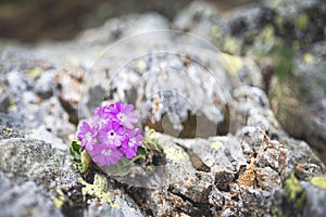 Hirsute primrose flower among mountain stones photo