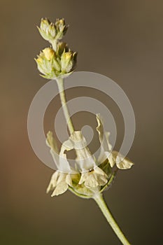 Hirsute sideritis yellow-lipped medicinal plant good for fighting stomach ailments and healing