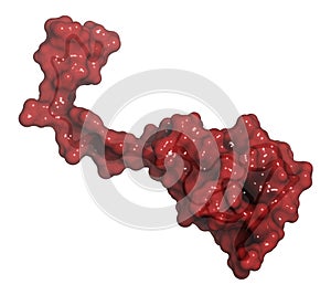 Hirudin protein molecule. Anticoagulant protein from leeches that prevents blood clotting by inhibiting thrombin. Topically used