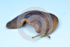 Hirudinea on white background