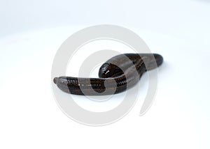 Hirudotherapy, medical leech on a white background