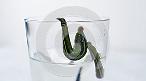 Hirudotherapy. medical leeches in a glass in water