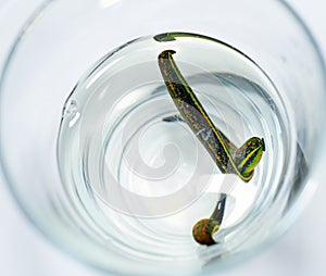 Hirudotherapy. medical leeches in a glass in water