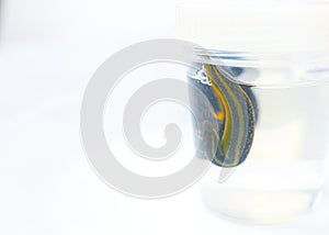 Hirudotherapy. medical leeches in a glass in water