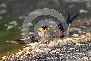 Hirundo daurica
