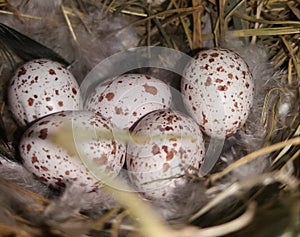 Hirundo rustica eggs