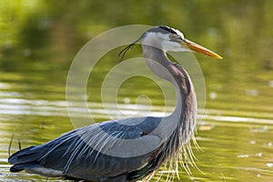 His Majesty The Great Blue Heron