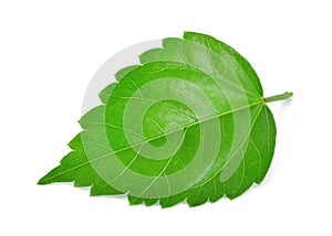 Hisbius or chaba green leaf isolated on white