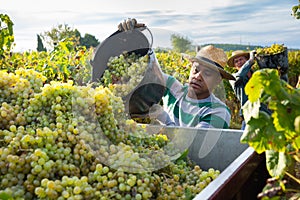 Hispanic farm worker loading freshly picked grapes in truck