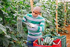 Hispanic farmer harvesting crop of cucumbers in greenhouse