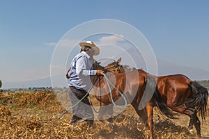 hispanic farmer harvesting with horses organic bean