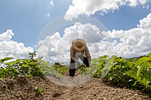 hispanic farmers manual amaranthus planting in a Mexico& x27;s farming field