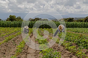 hispanic farmers manual amaranthus planting in a Mexico's farming field