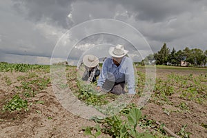 hispanic farmers manual amaranthus planting in a Mexico's farming field