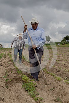 hispanic farmers manual amaranthus planting in a Mexico's farming field