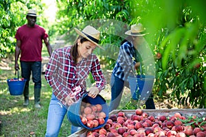 Hispanic female farmer bulking harvested peaches in box