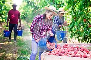 Hispanic female farmer bulking harvested peaches in box