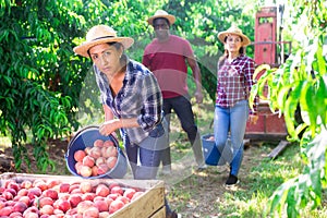 Hispanic female farmer bulking picked peaches in box