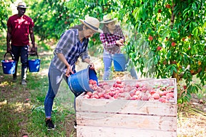 Hispanic female farmer bulking picked peaches in box