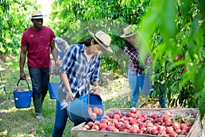 Hispanic female farmer bulking picked peaches in box