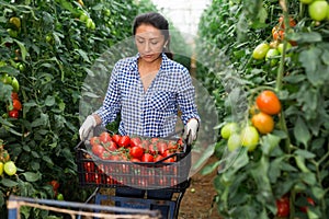 Hispanic female farmer preparing crates with tomatoes for storage