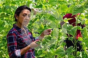 Hispanic female worker gathering crop of beans in hothouse