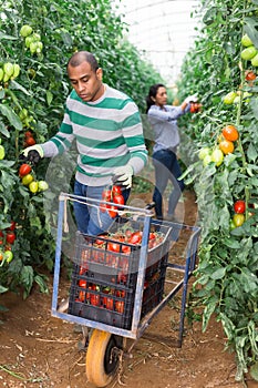 Hispanic grower harvesting crop of red tomatoes in greenhouse