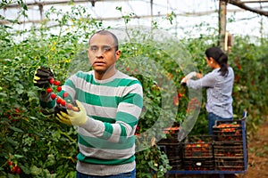 Hispanic grower harvesting crop of red tomatoes in greenhouse