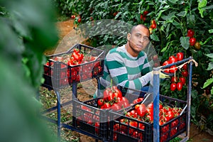 Hispanic grower harvesting crop of red tomatoes in greenhouse