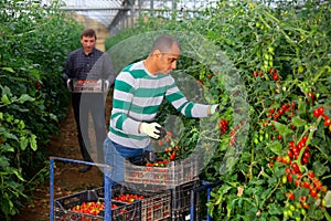 Hispanic grower harvesting crop of red tomatoes in greenhouse