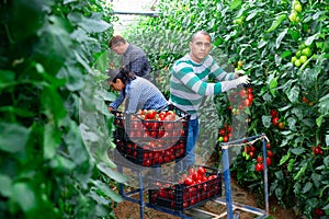 Hispanic grower harvesting crop of red tomatoes in greenhouse