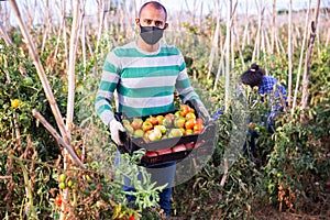 Hispanic horticulturist in medical mask harvesting tomatoes
