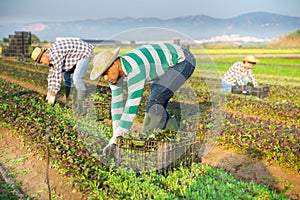 Hispanic workman harvesting red mustard on farm field