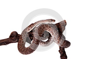 Hispaniolan boa on white background