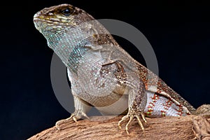 Hispaniolan Curlytail Lizard