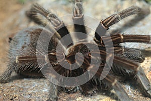 Hispaniolan giant tarantula