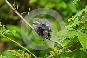 Hispaniolan lizard cuckoo perched on a branch, stretching around to preen it\'s tail feathers