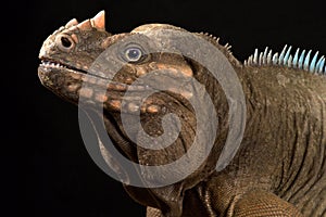 Hispaniolan Rhinoceros Iguana Cyclura cornuta cornuta photo