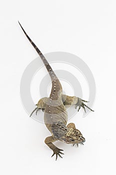 Hispaniolan Rhinoceros Iguana lizard Cyclura cornuta cornuta isolated on white background