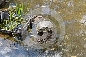 Hispaniolan slider (Trachemys decorata) turtle in pond