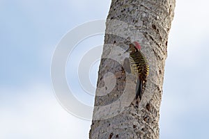 A Hispaniolan woodpecker (Melanerpes striatus) in the Dominican Republic photo