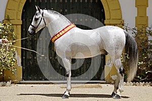 Hispano arabian stallion champion in Jerez horse Fair
