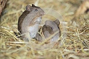 Hispid cotton rat